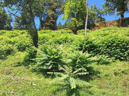 Veliki pajesen, foto: Anja Bevc